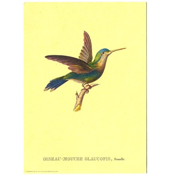 Oiseau-Mouche Glaucopis Hummingbird Print – 1969 Donald Art Co 5x7 Lithograph - Picture 1 of 2